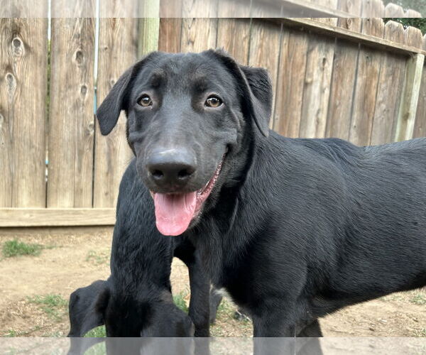 Medium Photo #2 Labrador Retriever Puppy For Sale in Clovis, CA, USA