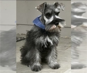 Father of the Schnauzer (Miniature) puppies born on 06/09/2023