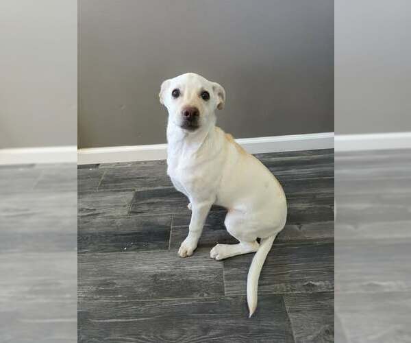 Medium Photo #2 Labrador Retriever-Unknown Mix Puppy For Sale in Minneapolis, MN, USA