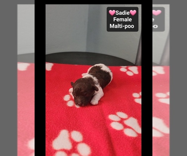 Medium Photo #2 Maltipoo (Toy) Puppy For Sale in TUCSON, AZ, USA