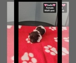 Small #1 Maltipoo (Toy)