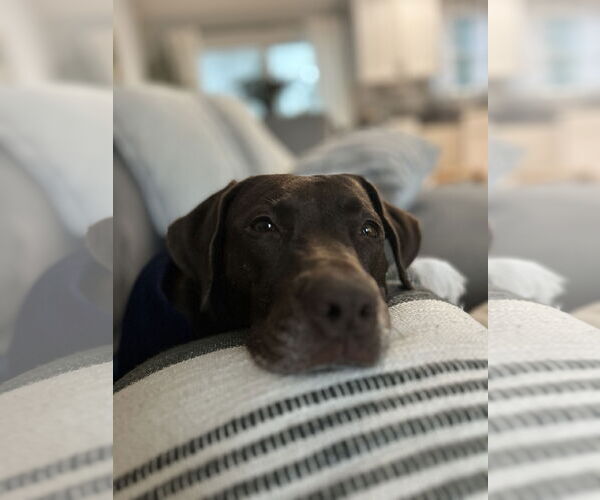 Medium Photo #6 Lab-Pointer Puppy For Sale in Oakhurst, NJ, USA