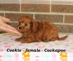 Small #2 Cock-A-Poo
