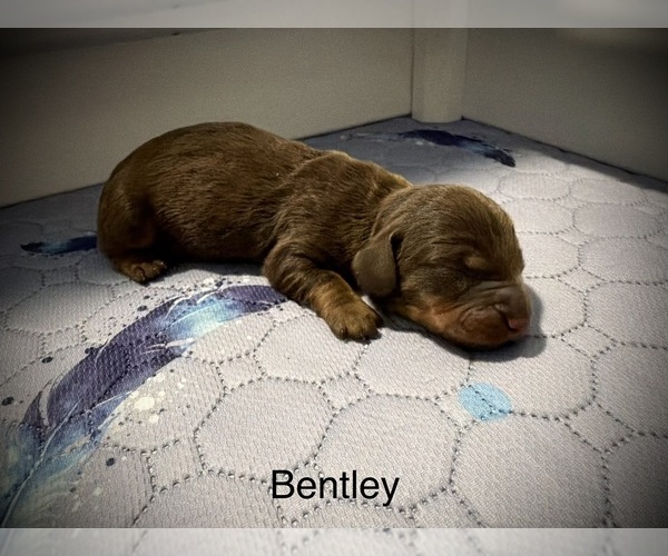 Medium Photo #1 Dachshund Puppy For Sale in ROCKWALL, TX, USA