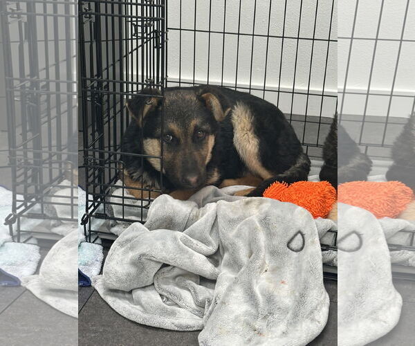 Medium Photo #5 German Shepherd Dog Puppy For Sale in Seattle, WA, USA