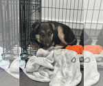 Small #4 German Shepherd Dog