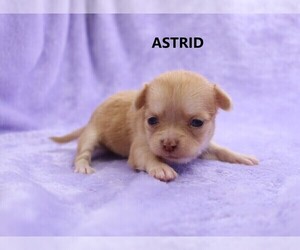 Chihuahua Puppy for sale in MUSKOGEE, OK, USA