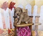 Small Photo #43 Aussiedoodle Puppy For Sale in COMMERCE, MI, USA