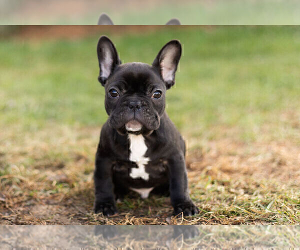 Medium Photo #12 French Bulldog Puppy For Sale in WARSAW, IN, USA