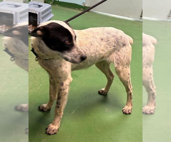 Medium Photo #2 Mutt Puppy For Sale in Rustburg, VA, USA