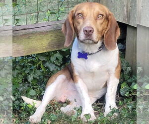 Beagle-Unknown Mix Dogs for adoption in Batavia, OH, USA