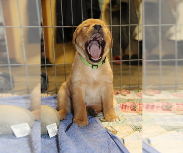 Medium Photo #3 Labrador Retriever Puppy For Sale in HYDE PARK, VT, USA