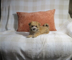 Morkie Puppy for Sale in COOKEVILLE, Tennessee USA