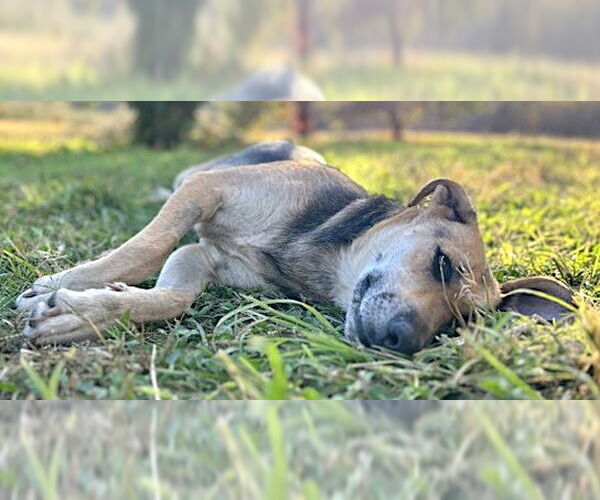 Medium Photo #6 German Shepherd Dog-Unknown Mix Puppy For Sale in Mount Airy, NC, USA