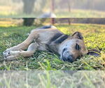 Small #5 German Shepherd Dog Mix