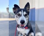 Small #2 Siberian Husky Mix