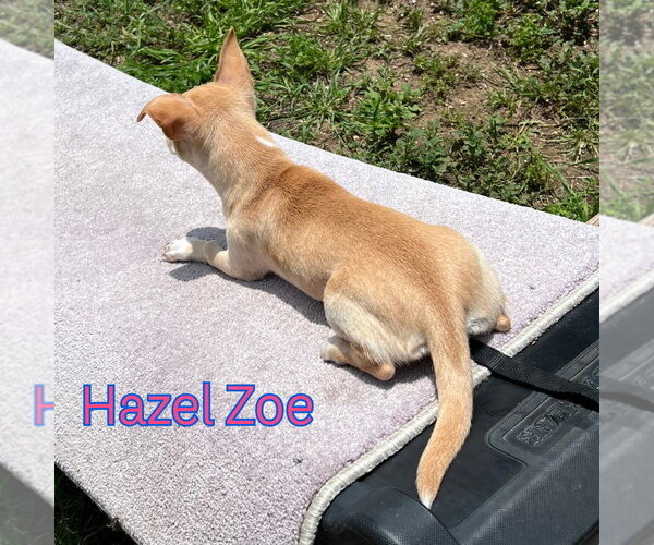Medium Photo #4 Chiweenie Puppy For Sale in San Antonio, TX, USA