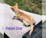 Small #3 Chiweenie