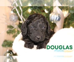 Goldendoodle (Miniature) Puppy for sale in NORTH LIBERTY, IN, USA