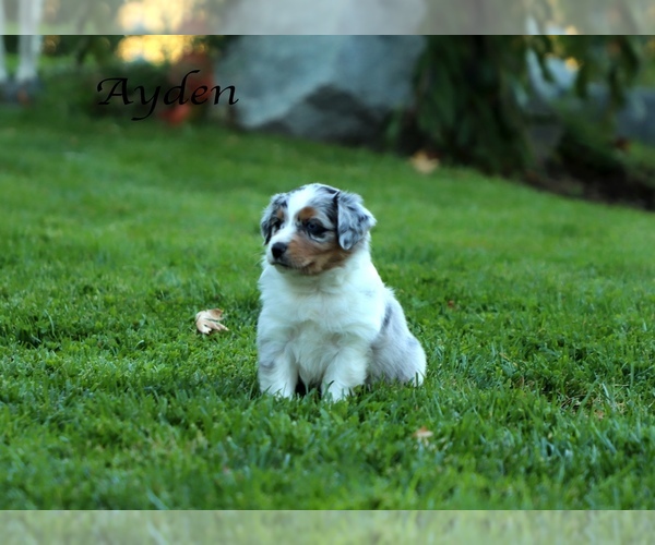 Medium Photo #3 Australian Shepherd Puppy For Sale in SUISUN CITY, CA, USA