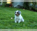 Small Photo #3 Australian Shepherd Puppy For Sale in SUISUN CITY, CA, USA
