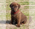 Puppy Red Collar Cane Corso-Rottweiler Mix