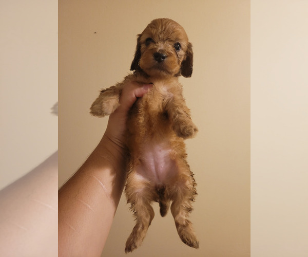 Medium Photo #1 Dachshund Puppy For Sale in PINSON, AL, USA