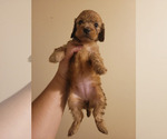 Puppy Female 4 Latte Dachshund