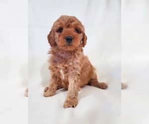 Goldendoodle (Miniature) Puppy for sale in APOPKA, FL, USA