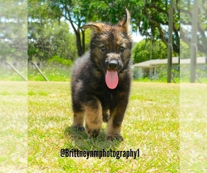 German Shepherd Dog-Siberian Husky Mix Puppy for sale in MULBERRY, FL, USA