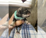 Small Photo #18 Schnauzer (Miniature) Puppy For Sale in CLOUD LAKE, FL, USA