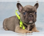 Small #3 French Bulldog