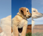 Small Golden Retriever