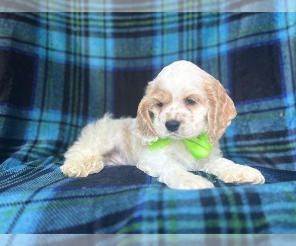 Medium Photo #3 Cocker Spaniel Puppy For Sale in LAKELAND, FL, USA