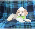 Small #2 Cocker Spaniel