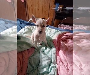 Father of the Chihuahua puppies born on 06/29/2026