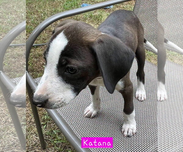 Medium Photo #3 Border Collie-Unknown Mix Puppy For Sale in Alexander, AR, USA