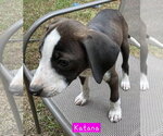 Small #2 Border Collie Mix