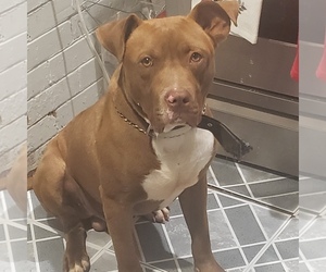 Father of the American Pit Bull Terrier puppies born on 06/20/2025