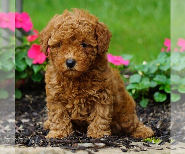 Medium Photo #1 Poodle (Toy) Puppy For Sale in FREDERICKSBG, OH, USA