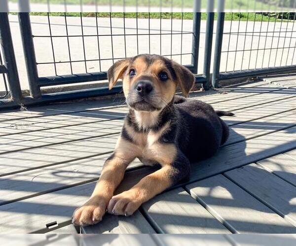 Medium Photo #1 Rottweiler-Unknown Mix Puppy For Sale in Orange, CA, USA