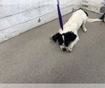 Small Papillon Mix