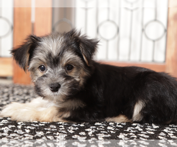 Medium Photo #4 Morkie Puppy For Sale in NAPLES, FL, USA