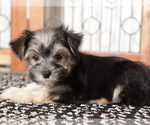Small #3 Morkie
