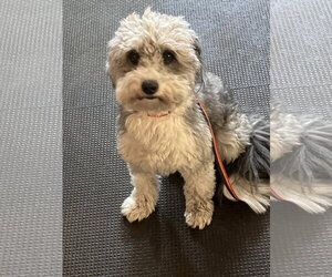 Mutt Dogs for adoption in Polson, MT, USA
