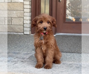 Goldendoodle Puppy for Sale in WOLCOTT, Indiana USA