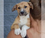 Small #5 Mutt