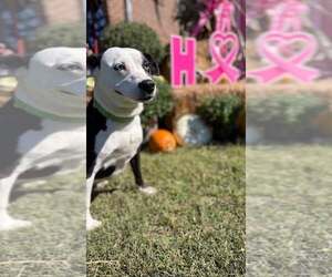 Mercedes (1yo, 45lbs) - Female Mutt Dog for Adoption - Photo #2