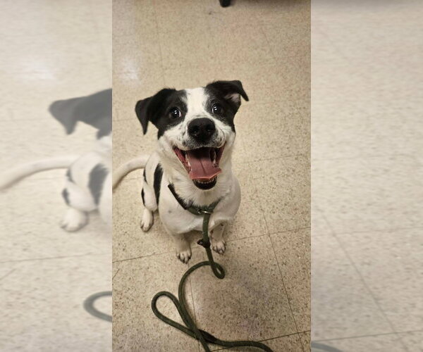 Medium Photo #1 Mutt Puppy For Sale in Lakewood, CO, USA