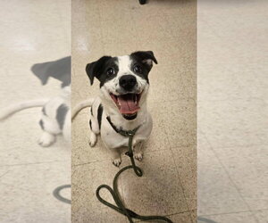 Mutt Dogs for adoption in Lakewood, CO, USA